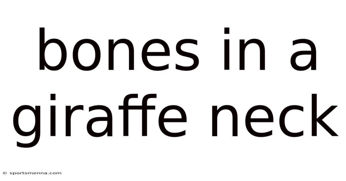 Bones In A Giraffe Neck