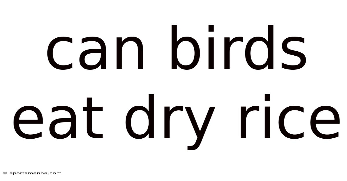 Can Birds Eat Dry Rice