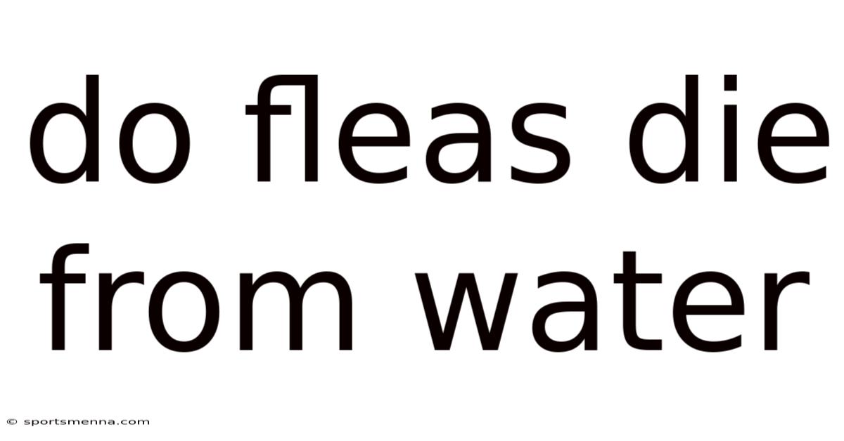 Do Fleas Die From Water