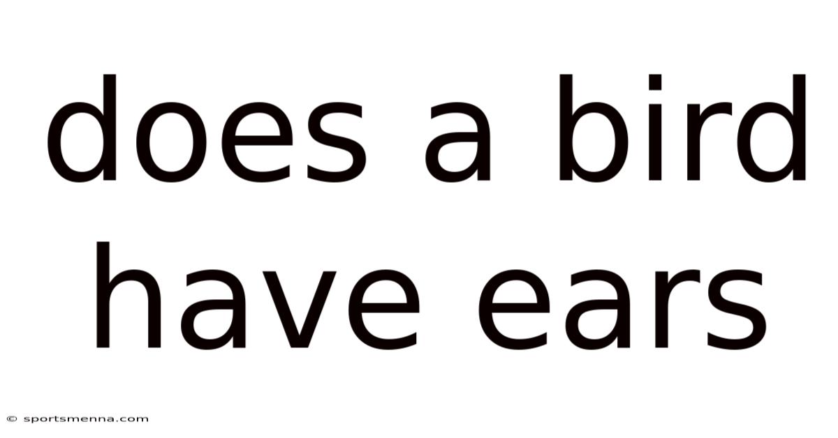 Does A Bird Have Ears