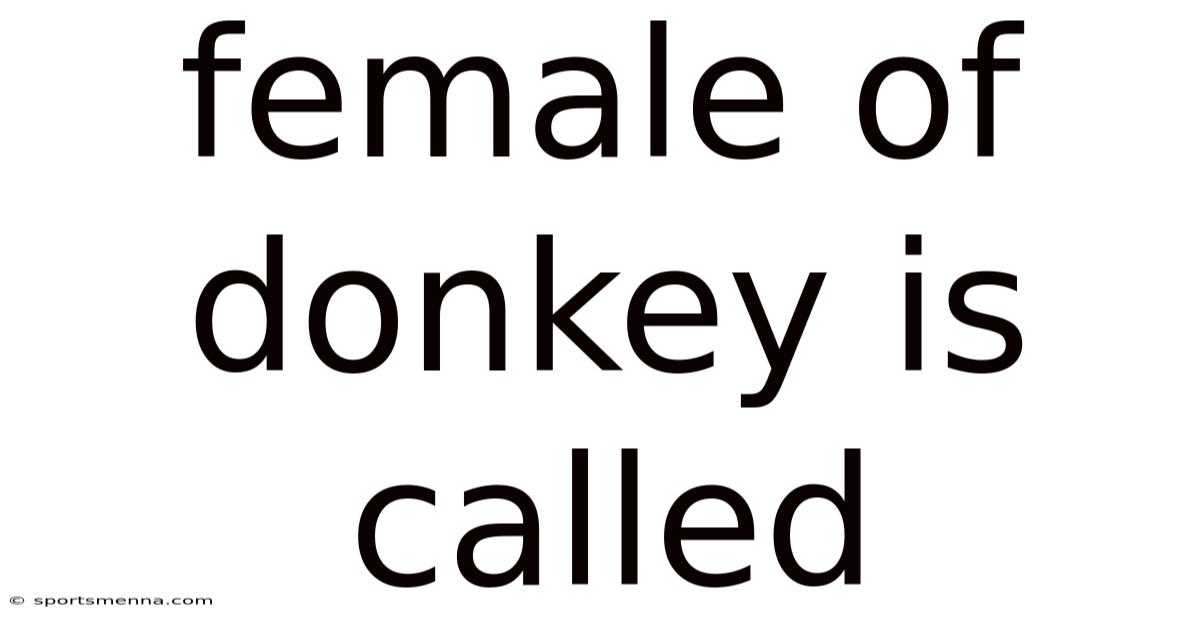 Female Of Donkey Is Called