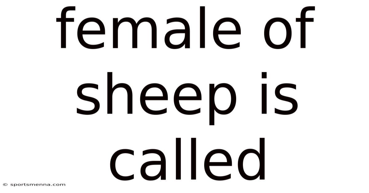 Female Of Sheep Is Called