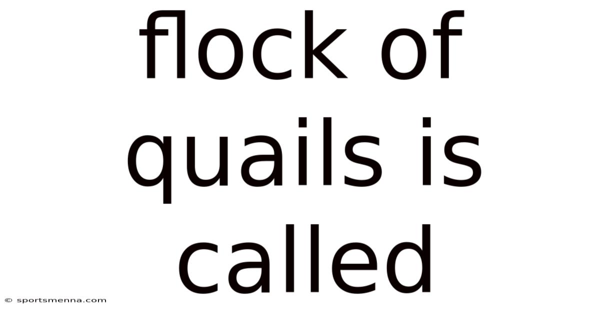Flock Of Quails Is Called