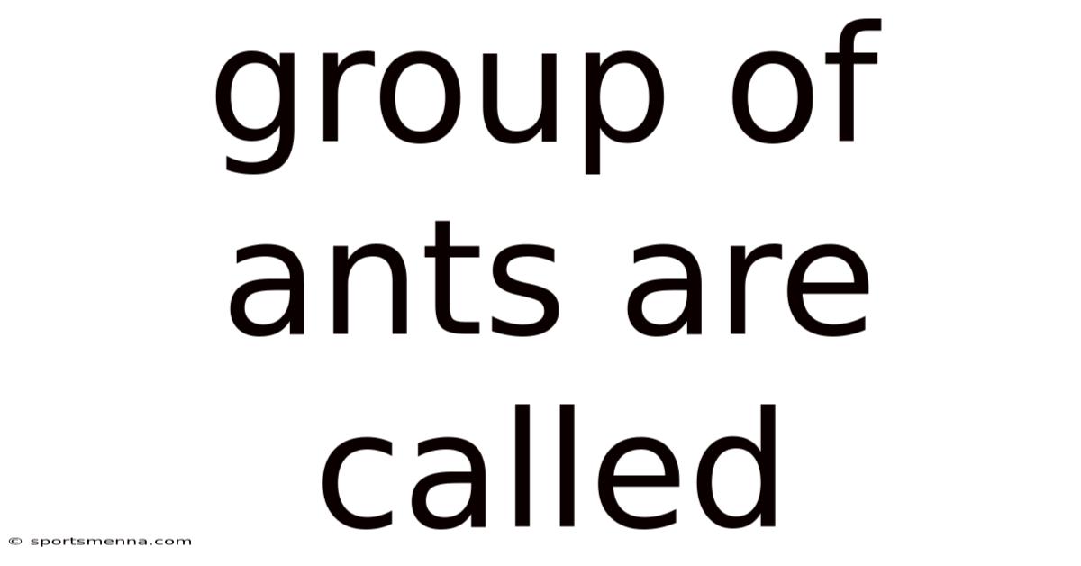 Group Of Ants Are Called