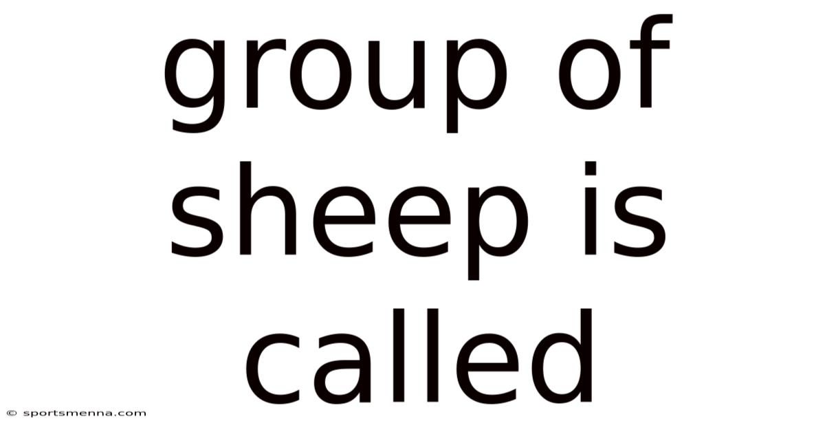 Group Of Sheep Is Called