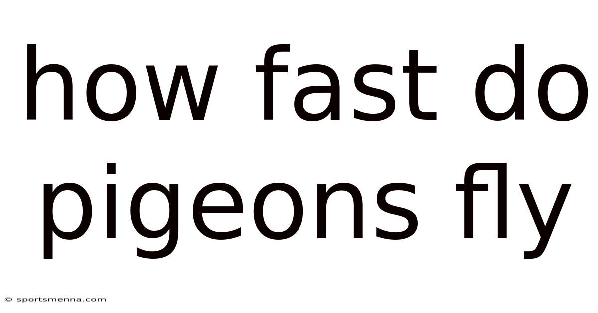 How Fast Do Pigeons Fly