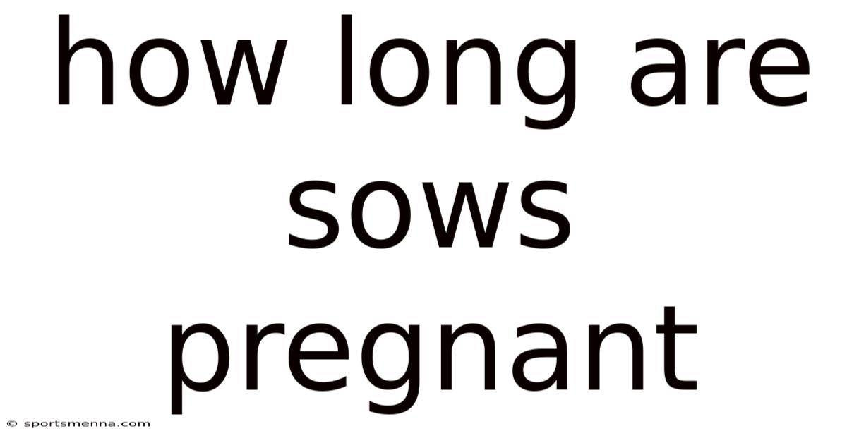 How Long Are Sows Pregnant