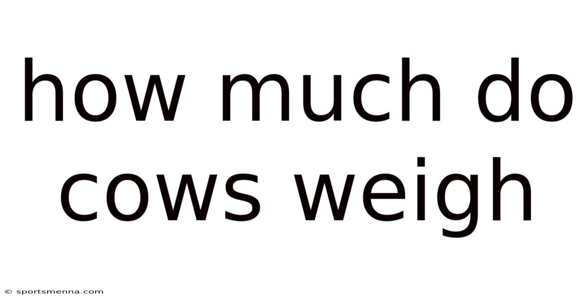 How Much Do Cows Weigh