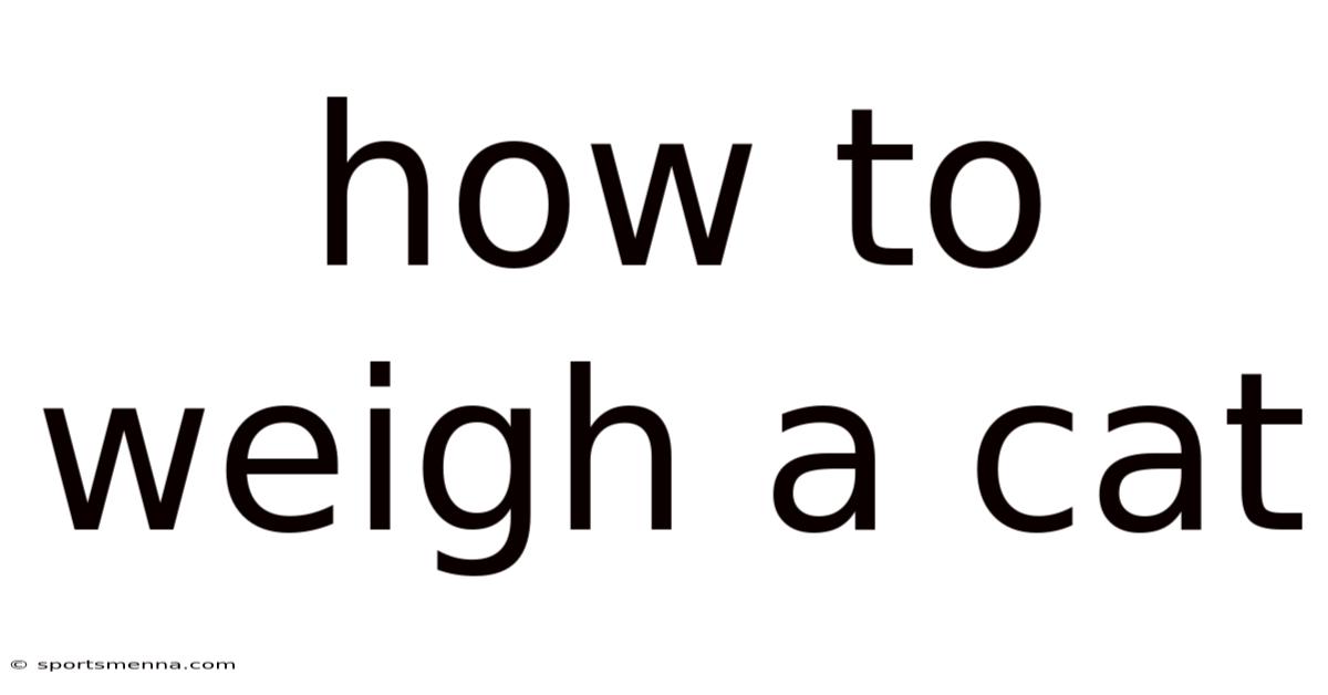 How To Weigh A Cat