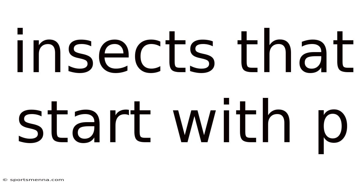 Insects That Start With P