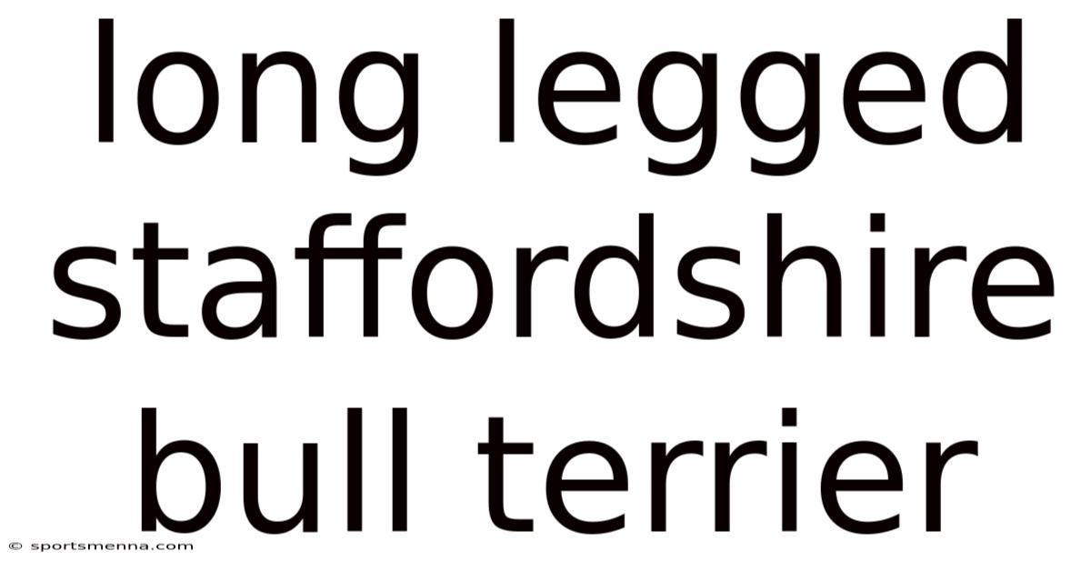 Long Legged Staffordshire Bull Terrier