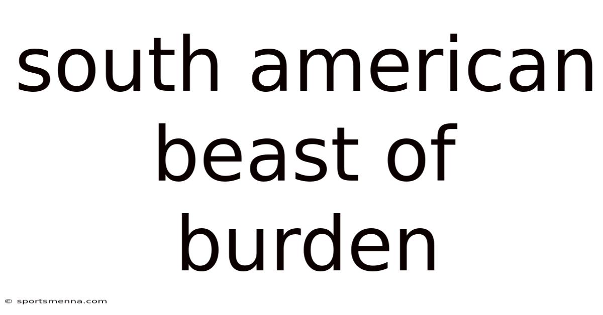 South American Beast Of Burden
