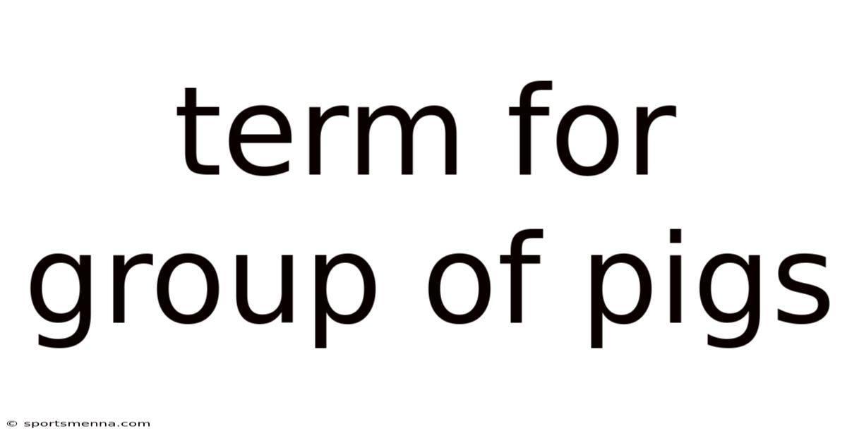 Term For Group Of Pigs