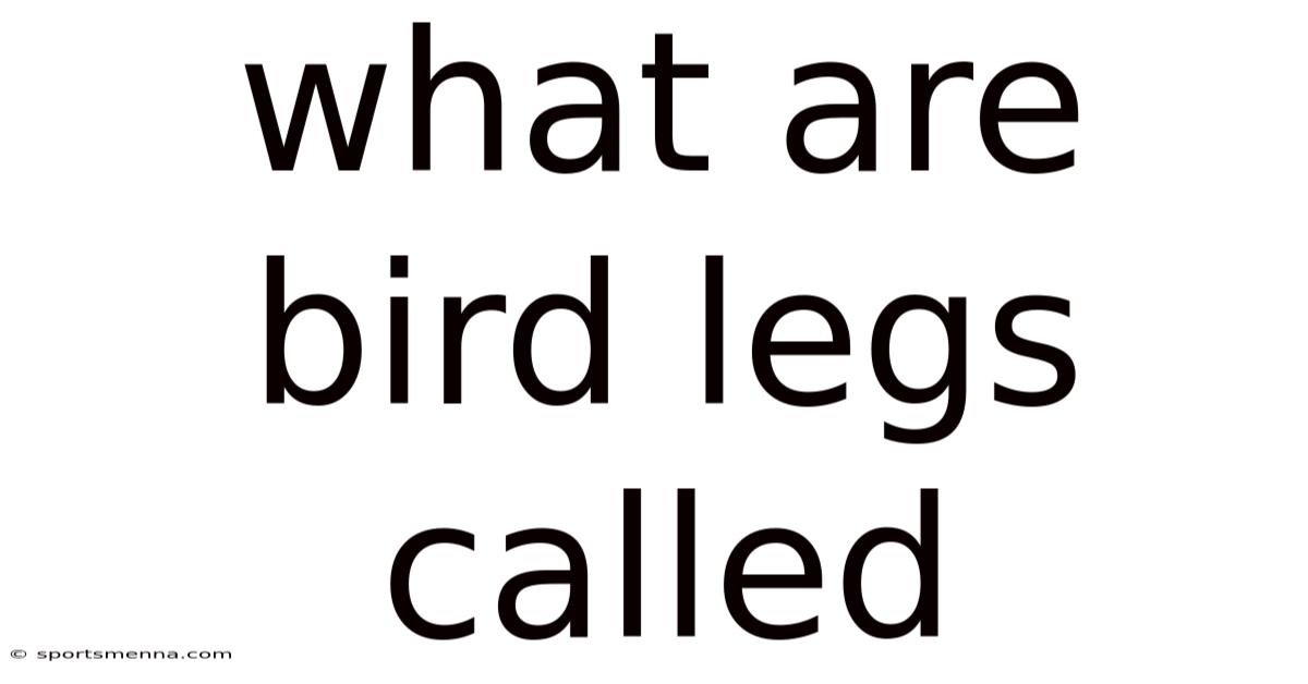What Are Bird Legs Called