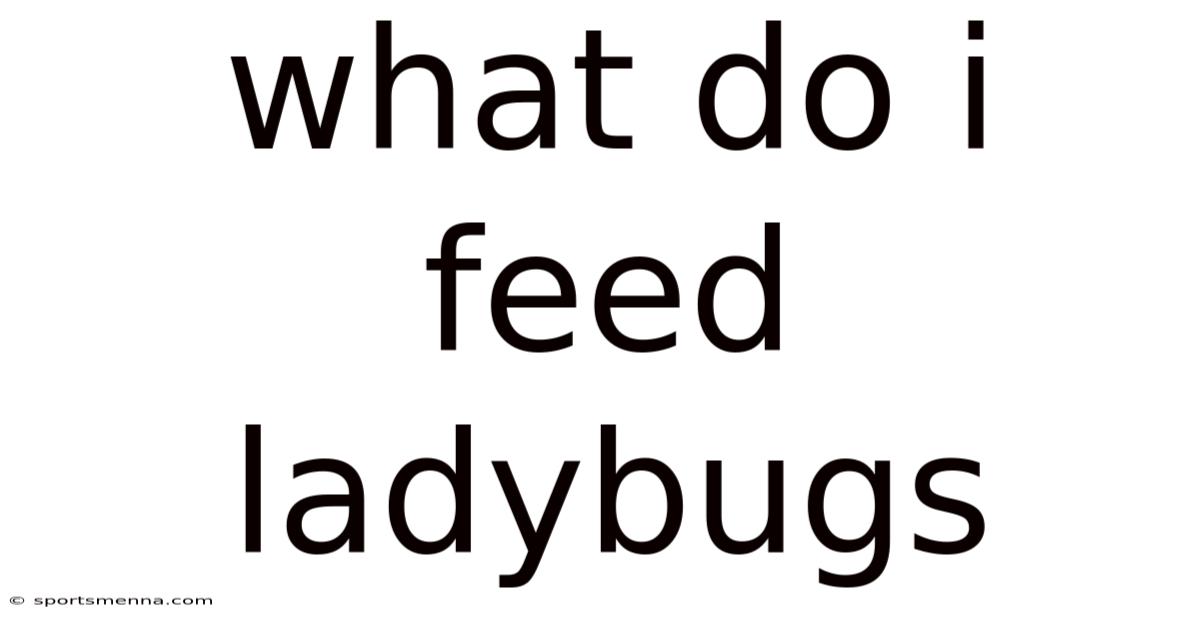 What Do I Feed Ladybugs