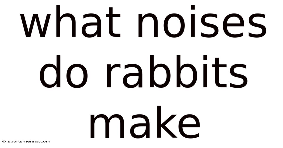 What Noises Do Rabbits Make